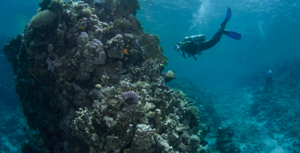 A diver explores the Gulf of Aqaba's warm waters 