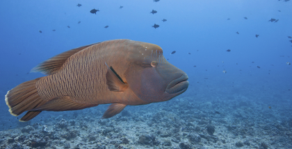 Amazing underwater life make Blue Corner Wall an incredible dive