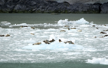 Baikal seals are unique to this lake in Siberia