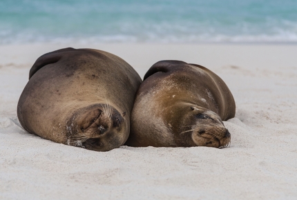 Ecuador recognises the rights of nature in its constitution