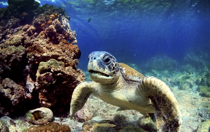 Green turtles are part of an all star line-up in Galapagos