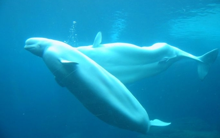 Beluga whales frolic in the recently thawed waters of Husdon Bay