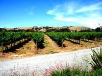 McLaren Vale