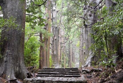 The Kumano Kodō criss-crosses through the Japanese mountains