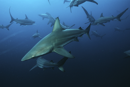 The migration means onlookers can see timid blacktips up close