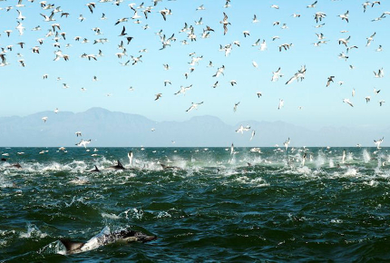 The sardine run is an incredible display both above and underwater