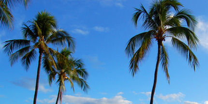 Palm trees on Waikiki Beach. 