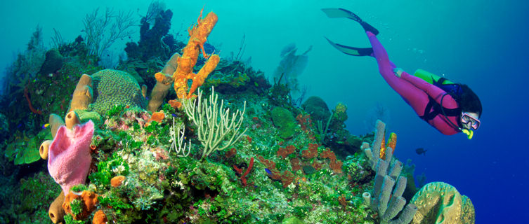Diving in Egypt