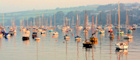 Join Falmouth's sailing fraternity
