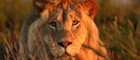 See lions on the Garden Route