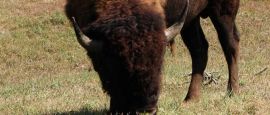 Bison in Theodore Roosevelt National Park
