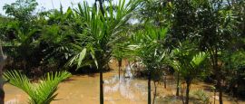 Cameroon