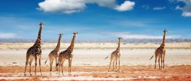 Etosha National Park, Namibia