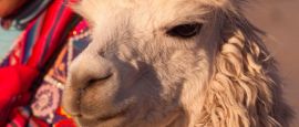 Llama, Peru