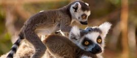 Lemurs in Madagascar