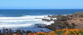 Montana de Oro State Park - California Poppy