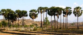Osolata, East Timor
