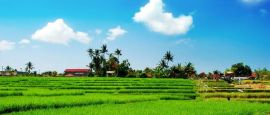 Paddy fields, Laos