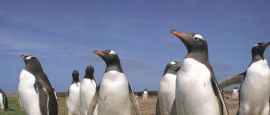 Penguins in the Falkland Islands