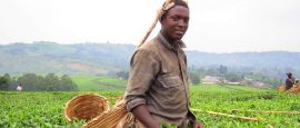 Picking Tea in Uganda