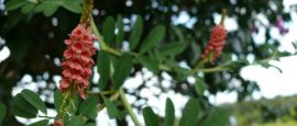 Pink flowers in French Guiana