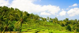 Rica terraces in Bali, Indonesia