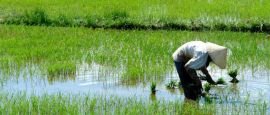 Rice fields, Vietnam