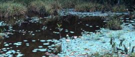 Tropical rainforest reflected in a pond in Liberia