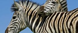 Zebra in Mokala National Park, South Africa