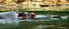 A hippo swims down the Congo