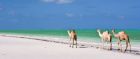 Camels on Paradise Beach, Tanzania