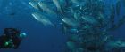 Diving is a big attraction in the Solomon Islands