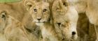 Lions in the Serengeti