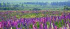 Lupin flowers on Prince Edward Island