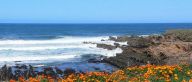 Montana de Oro State Park - California Poppy
