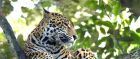 Nature is one of Belize's main attractions