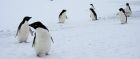 Penguins near Hut Point, Antarctica