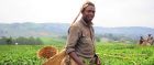 Picking Tea in Uganda