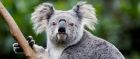 Port Macquarie, New South Wales, has a large koala population