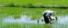 Rice fields, Vietnam