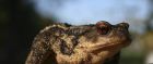 Tropical toad native to Sao Tome e Principe