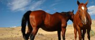 Wyoming horses